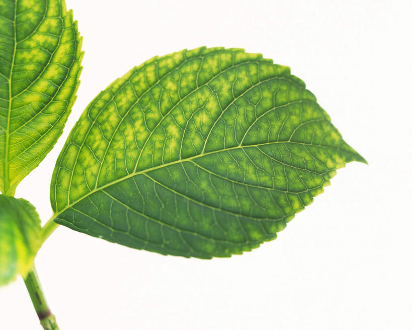 无人,横图,室内,特写,白天,白色背景,正面,叶子,纹路,茎,绿叶,枝条,三片,绿色,嫩叶,摄影,影棚,叶,叶片,叶脉,彩图,影棚拍摄,拍摄