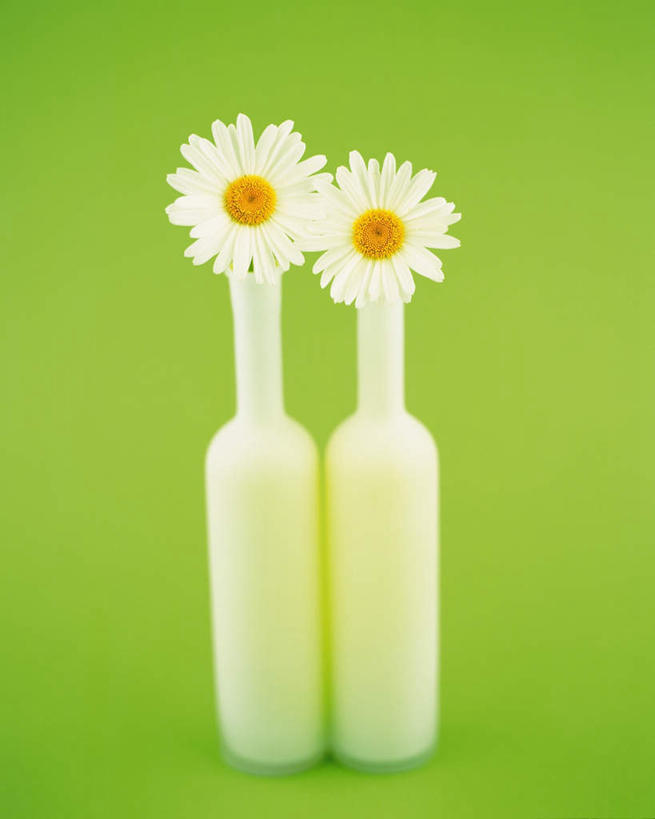 无人,竖图,室内,特写,白天,白色背景,正面,智慧,静物,花瓶,艺术,盛开,花蕾,文化,花,花瓣,花朵,鲜花,两朵,两个,白色,插花,花苞,花蕊,菊花,摄影,影棚,插花艺术,创造,创作,想象,大滨菊,西洋滨菊,彩图,影棚拍摄,拍摄