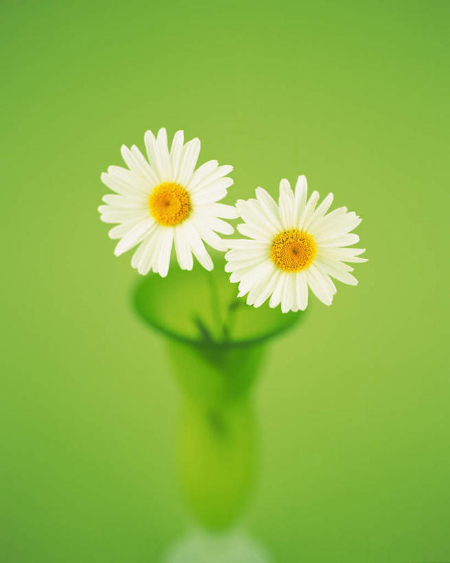 无人,竖图,俯视,室内,特写,白天,白色背景,智慧,静物,花瓶,朦胧,模糊,艺术,盛开,枝条,花蕾,文化,花,花瓣,花朵,鲜花,两朵,两个,白色,插花,花苞,花蕊,菊花,摄影,影棚,插花艺术,创造,创作,想象,大滨菊,西洋滨菊,彩图,高角度拍摄,影棚拍摄,拍摄