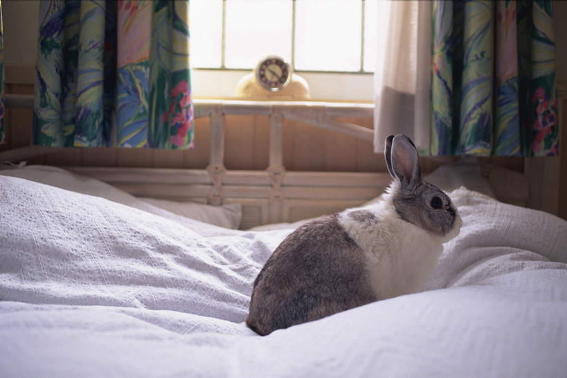 无人,坐,横图,室内,白天,侧面,窗户,窗帘,床,卧室,哺乳动物,闹钟,阴影,时间,光线,兔子,时钟,影子,墙,双人床,床单,计时,注视,被子,玻璃窗,墙壁,墙面,阳光,动物,钟表,看,表,单人床,观看,兔,被单,关注,钟,坐着,彩图,全身,睡房,卧房