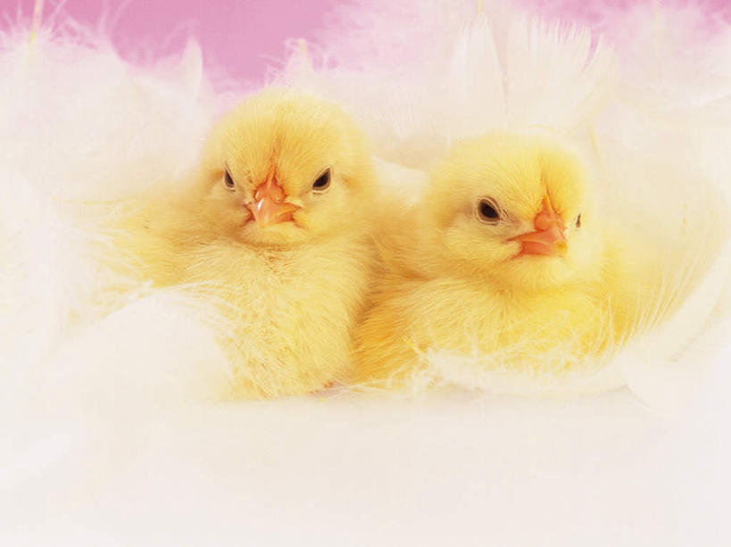 无人,坐,横图,室内,特写,白天,正面,鸡,羽毛,粉色背景,轻盈,柔软,注视,家禽,黄色,白色,动物,观察,看,两只,家畜,可爱,摄影,牲畜,活泼,影棚,观看,察看,关注,雏鸡,坐着,彩图,全身,影棚拍摄,拍摄,小鸡