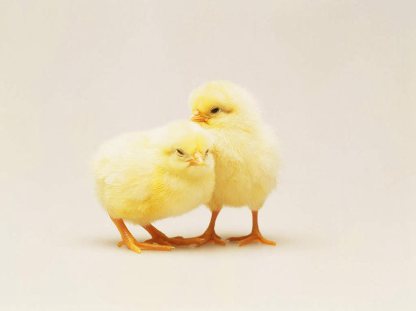 无人,站,横图,室内,白天,白色背景,正面,鸡,阴影,反射,影子,注视,家禽,黄色,动物,观察,看,站着,两只,家畜,可爱,摄影,牲畜,活泼,影棚,观看,察看,关注,雏鸡,站立,彩图,全身,影棚拍摄,拍摄,小鸡