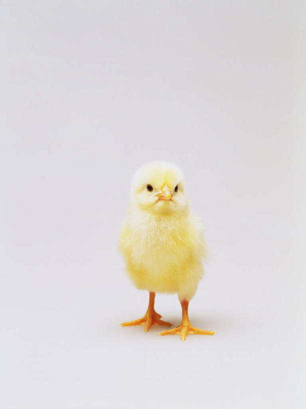 无人,站,竖图,室内,特写,白天,白色背景,正面,鸡,注视,家禽,一只,黄色,动物,观察,看,站着,家畜,可爱,摄影,牲畜,活泼,影棚,观看,察看,关注,雏鸡,站立,彩图,全身,影棚拍摄,拍摄,小鸡