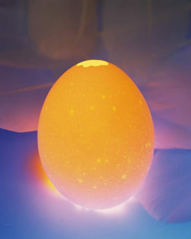 无人,竖图,室内,特写,白天,正面,蓝色背景,破碎,蛋,蛋壳,鸡蛋,破损,一个,摄影,影棚,单个,损坏,毁坏,草鸡蛋,卵,彩图,影棚拍摄,拍摄