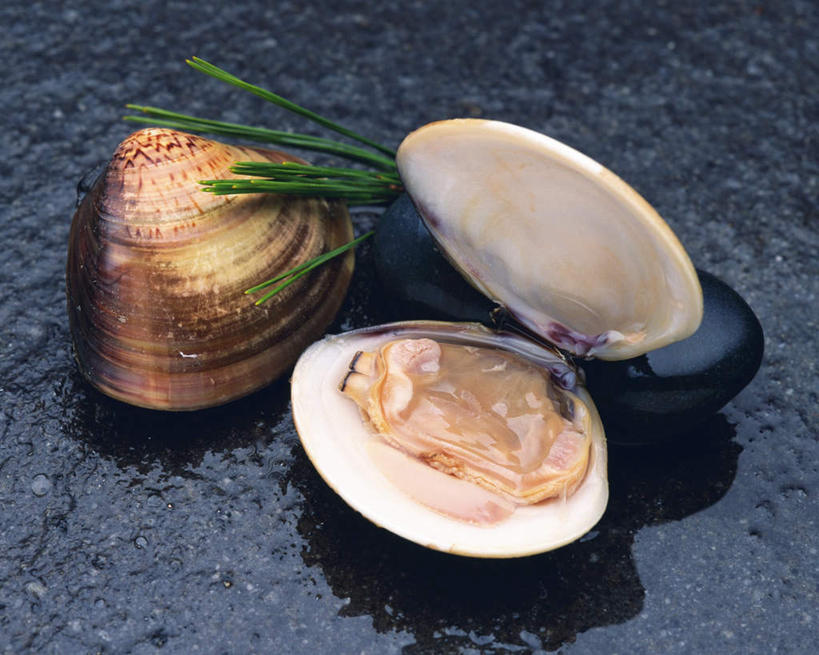 无人,横图,俯视,室内,特写,白天,石头,桌面,静物,贝壳,叶子,阴影,灰色背景,反射,石子,影子,绿叶,两个,一个,嫩叶,鹅卵石,摄影,影棚,河蚌,单个,按摩石,叶,叶片,贝类外壳,海螺壳,软体动物外壳,石块,彩图,高角度拍摄,影棚拍摄,拍摄