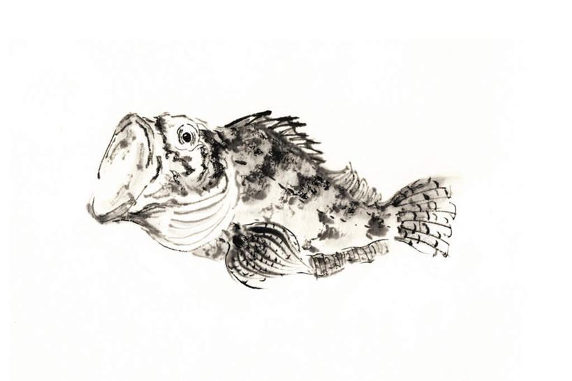 海鲜,无人,横图,插画,室内,白天,白色背景,侧面,数码,科技,一条,阴影,网络,鱼,高光,几何,计算机图形,合成,图画,注视,水产,鱼类,海洋生物,画,观察,看,观看,电脑合成图,数码合成图,察看,关注,水生动物,海产品,水生物,漫画,海底动物,写实,具体,具象,蝎子鱼,彩图,全身