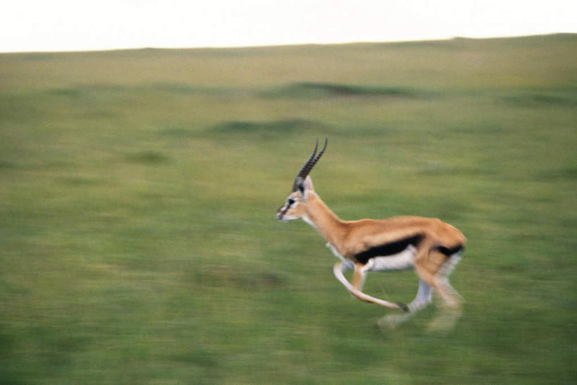 无人,跑,横图,室外,白天,侧面,锻炼,运动,草地,草原,草坪,美景,植物,野生动物,羊,阴影,朦胧,模糊,光线,羚羊,影子,景观,注视,草,绿色,阳光,自然,动物,观察,看,景色,可爱,活泼,观看,察看,关注,自然风光,瞪羚,小羚羊,体育,跑步,彩图,全身,健身