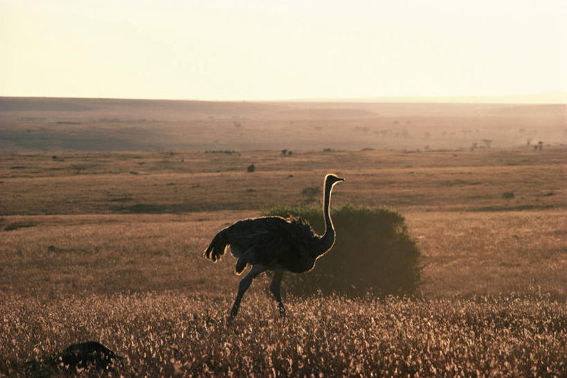 无人,站,横图,室外,白天,侧面,草原,美景,植物,鸟,野生动物,鸵鸟,阴影,枯萎,朦胧,模糊,光线,影子,地平线,景观,云,云朵,辽阔,枯草,地面,云彩,注视,草,一只,黄色,蓝色,白云,蓝天,天空,阳光,自然,动物,天,观察,看,站着,广阔,景色,可爱,活泼,观看,一望无际,察看,关注,自然风光,延伸,天地相交,无边无际,一马平川,站立,彩图,全身
