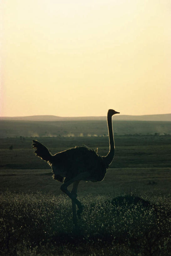 无人,站,竖图,室外,白天,侧面,草原,美景,植物,鸟,野生动物,鸵鸟,阴影,枯萎,朦胧,模糊,光线,影子,地平线,景观,辽阔,枯草,地面,注视,草,一只,黄色,阳光,自然,动物,观察,看,站着,广阔,景色,可爱,活泼,观看,一望无际,察看,关注,自然风光,延伸,天地相交,无边无际,一马平川,站立,彩图,全身