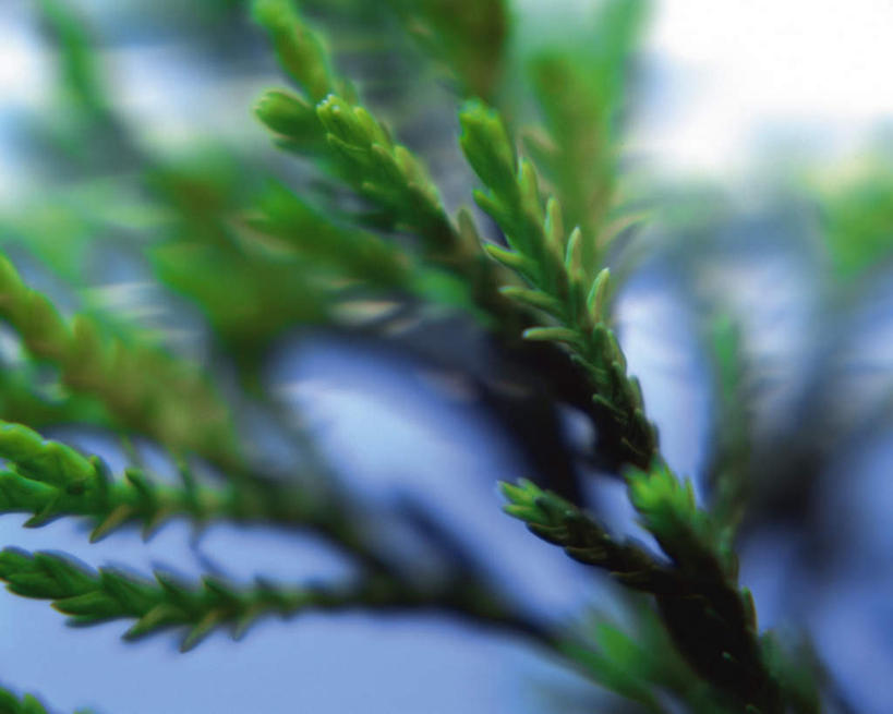 无人,横图,俯视,室外,特写,白天,白色背景,植物,叶子,阴影,朦胧,模糊,反射,影子,绿叶,树,树木,绿色,自然,嫩叶,摄影,影棚,生长,成长,柳杉,叶,叶片,彩图,高角度拍摄,影棚拍摄,拍摄