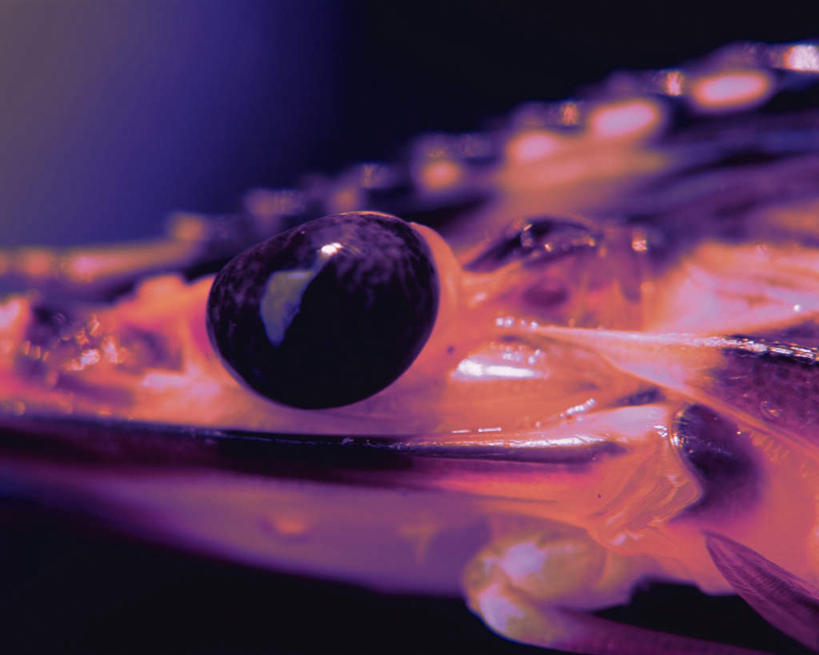 海鲜,无人,横图,俯视,室内,特写,白天,阴影,黑色背景,朦胧,模糊,反射,影子,虾,水产,海洋生物,一只,摄影,影棚,水生动物,河虾,海产品,水生物,海底动物,半身,彩图,高角度拍摄,影棚拍摄,拍摄