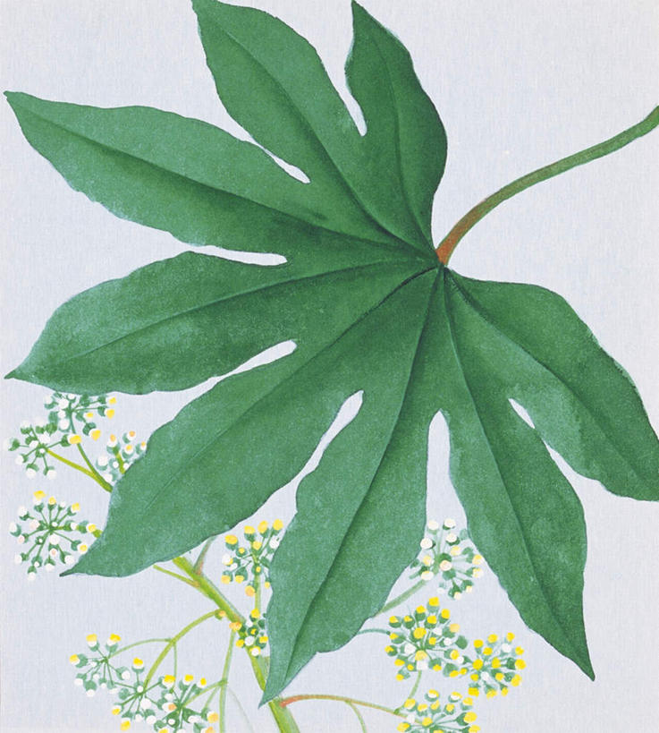 无人,竖图,俯视,插画,室内,特写,白天,白色背景,绘画,数码,科技,植物,叶子,一片,阴影,艺术,网络,纹理,绿叶,高光,几何,计算机图形,古典,合成,图画,文化,画,绿色,自然,品味,嫩叶,生长,成长,美术,电脑合成图,数码合成图,高雅,漫画,肌理,写实,具体,具象,美学,八角金盘,叶,叶片,叶脉,彩图,高角度拍摄