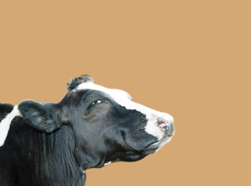 眼睛,无人,横图,室内,特写,白天,正面,数码,科技,牛,瞳孔,一头,阴影,网络,高光,几何,计算机图形,合成,注视,动物,观察,看,家畜,眼部,牲畜,褐色背景,观看,电脑合成图,数码合成图,察看,关注,写实,具体,具象,眼,奶牛,半身,彩图