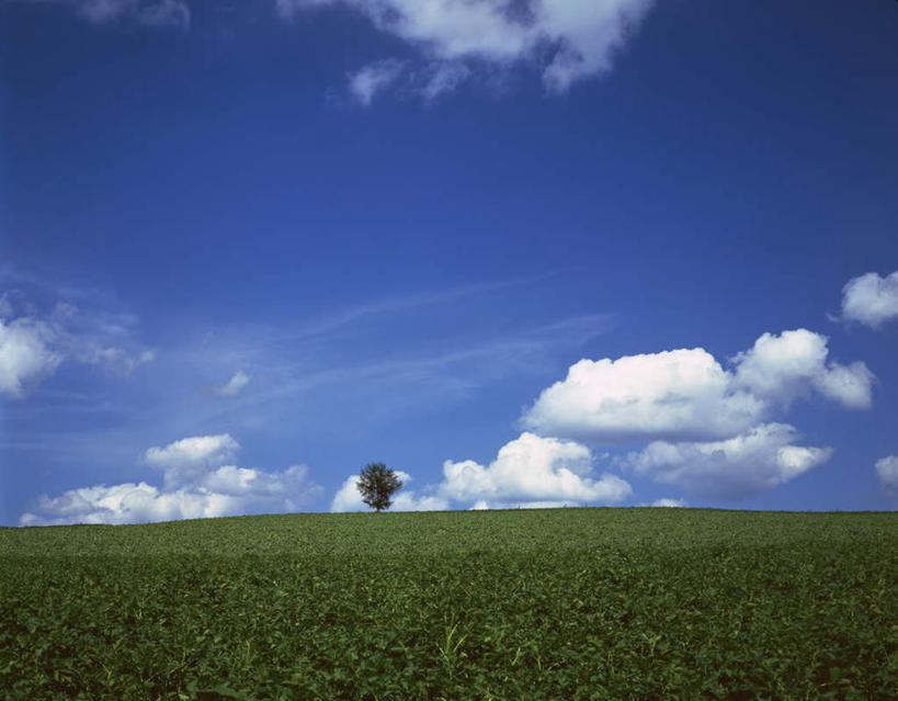 无人,横图,室外,白天,仰视,旅游,度假,草地,草坪,美景,植物,一棵,地平线,景观,云,云朵,辽阔,枝条,地面,云彩,娱乐,草,树,树干,树木,树枝,蓝色,绿色,白云,蓝天,天空,自然,天,享受,休闲,广阔,景色,放松,生长,晴朗,成长,一望无际,空旷,自然风光,延伸,天地相交,开阔,无边无际,一马平川,晴空,彩图,低角度拍摄