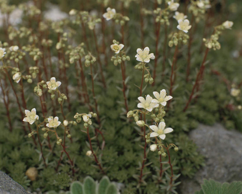 无人,横图,俯视,室外,特写,白天,旅游,度假,石头,美景,植物,叶子,许多,朦胧,模糊,盛开,石子,景观,绿叶,娱乐,花,花瓣,花朵,花卉,鲜花,白色,自然,花蕊,享受,休闲,嫩叶,景色,放松,芸香,自然风光,臭草,叶,叶片,石块,彩图,高角度拍摄