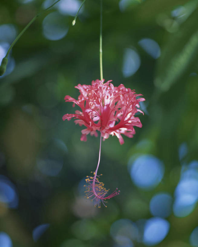 无人,竖图,室外,特写,白天,仰视,旅游,度假,美景,植物,叶子,日本,亚洲,阴影,朦胧,模糊,盛开,光线,花篮,影子,景观,绿叶,娱乐,花,花瓣,花朵,花卉,鲜花,一朵,红色,阳光,自然,花蕊,享受,休闲,嫩叶,景色,放松,自然风光,东亚,本州,关东地方,本州岛,日本国,群马,群马县,吊灯花,吊金钱,吊篮花,风铃扶桑花,拱手花篮,叶,叶片,彩图,低角度拍摄