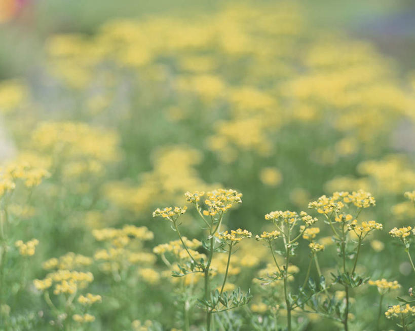 无人,横图,俯视,室外,白天,旅游,度假,美景,植物,叶子,神奈川,日本,亚洲,许多,朦胧,模糊,盛开,景观,绿叶,神奈川县,娱乐,花,花瓣,花朵,花卉,鲜花,黄色,白色,自然,花蕊,享受,休闲,嫩叶,景色,放松,芸香,自然风光,东亚,本州,关东地方,本州岛,日本国,臭草,叶,叶片,彩图,高角度拍摄