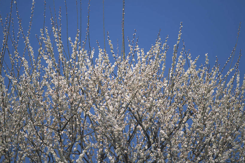 无人,横图,室外,白天,仰视,美景,植物,李子,许多,盛开,景观,花蕾,花,花瓣,花朵,花卉,鲜花,树,树木,蓝色,绿色,白色,蓝天,天空,自然,天,花苞,花蕊,景色,生长,晴朗,成长,自然风光,万里无云,李花,晴空,晴空万里,恐龙蛋,布冧,彩图,低角度拍摄