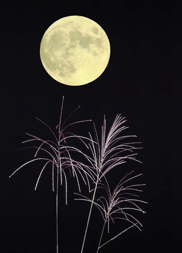 无人,竖图,室外,夜晚,仰视,旅游,度假,草地,草坪,美景,植物,景观,月亮,芒草,月光,娱乐,草,黄色,绿色,自然,享受,休闲,景色,放松,明亮,自然风光,皎洁,彩图,低角度拍摄,一轮