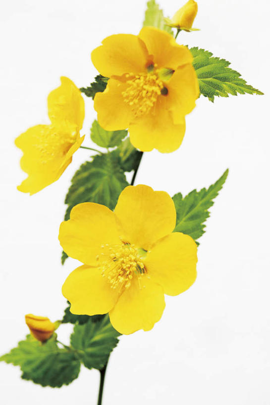 无人,竖图,俯视,室内,特写,白天,白色背景,植物,桌面,桌子,叶子,许多,盛开,木制,绿叶,花,花瓣,花朵,花卉,鲜花,黄色,木制品,花蕊,嫩叶,摄影,影棚,高贵,地藏王花,棣棠花,蜂棠花,黄度梅,麻叶棣棠,叶,叶片,彩图,高角度拍摄,影棚拍摄,拍摄