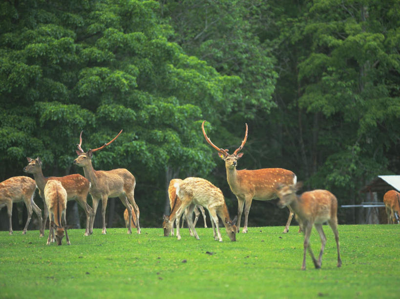 无人,站,横图,室外,白天,正面,旅游,度假,草地,草坪,植物,鹿,野生动物,许多,阴影,光线,影子,扭头,注视,娱乐,草,树,树木,黄色,绿色,阳光,自然,动物,低头,观察,看,站着,转头,享受,休闲,放松,可爱,活泼,生长,成长,观看,察看,关注,花鹿,梅花鹿,站立,彩图,全身