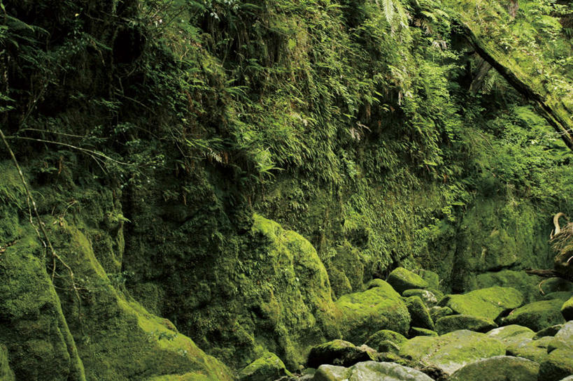 无人,横图,室外,白天,正面,旅游,度假,美景,植物,鹿儿岛,日本,亚洲,景观,苔藓,娱乐,绿色,自然,享受,休闲,景色,放松,生长,成长,自然风光,东亚,日本国,九州本岛,九州,九州岛,九州地方,鹿儿岛县,彩图