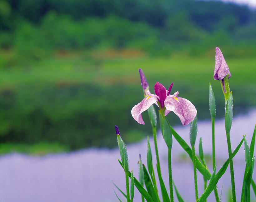虹膜,无人,横图,室外,白天,正面,旅游,度假,花海,花圃,美景,植物,叶子,朦胧,模糊,盛开,景观,草药,花蕾,娱乐,中药,花,花瓣,花朵,花卉,鲜花,两朵,蓝色,绿色,自然,花丛,花束,花田,花苞,花蕊,享受,休闲,景色,放松,鸢尾,自然风光,药材,中草药,中药材,本草,紫蝴蝶,蓝蝴蝶,乌鸢,扁竹花,彩图