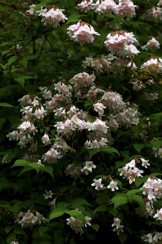 无人,竖图,室外,白天,正面,旅游,度假,美景,植物,叶子,许多,盛开,景观,绿叶,娱乐,花,花瓣,花朵,花卉,鲜花,树,树木,绿色,白色,自然,花蕊,享受,休闲,嫩叶,景色,放松,生长,成长,自然风光,海仙花,锦带花,五色海棠,叶,叶片,彩图