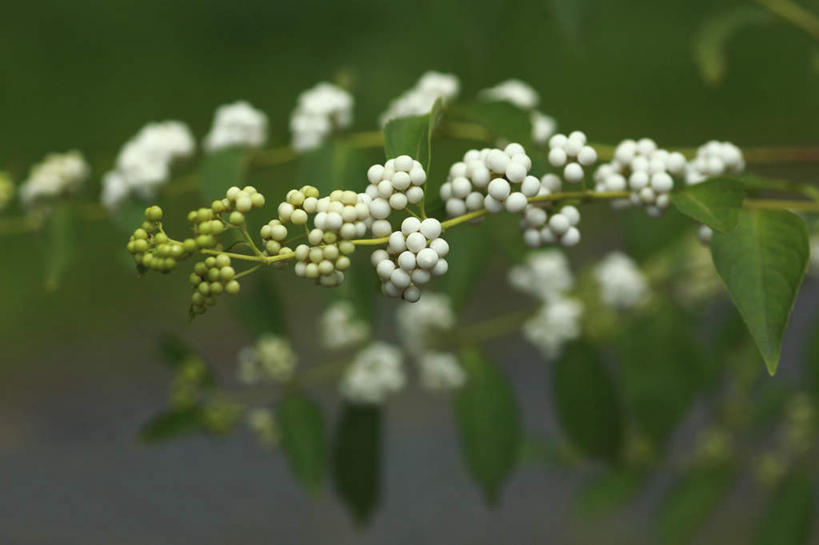 无人,横图,室外,特写,白天,正面,旅游,度假,花海,花圃,美景,植物,叶子,许多,朦胧,模糊,盛开,景观,绿叶,花蕾,娱乐,花,花瓣,花朵,花卉,鲜花,绿色,白色,自然,花丛,花田,花苞,花蕊,享受,休闲,嫩叶,景色,放松,生长,成长,自然风光,白棠子树,紫珠,叶,叶片,彩图