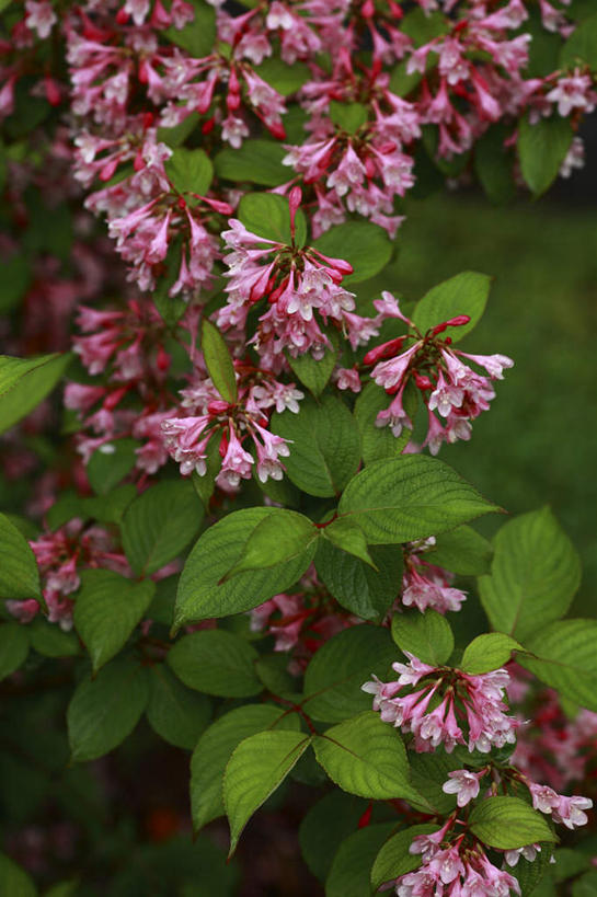 无人,竖图,室外,特写,白天,正面,旅游,度假,花海,花圃,美景,植物,叶子,许多,朦胧,模糊,盛开,景观,绿叶,花蕾,娱乐,花,花瓣,花朵,花卉,鲜花,红色,绿色,自然,花丛,花田,花苞,花蕊,享受,休闲,嫩叶,景色,放松,生长,成长,自然风光,海仙花,锦带花,五色海棠,叶,叶片,彩图