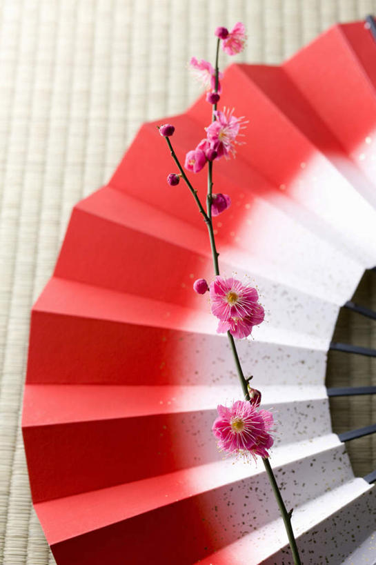 无人,竖图,俯视,室内,特写,白天,桌面,桌子,一把,许多,日本文化,盛开,木制,扇子,折扇,纸扇,梅花,清凉,花蕾,凉爽,文化,花,花瓣,花朵,鲜花,树枝,红色,木制品,夏天,花苞,花蕊,摄影,影棚,高雅,坚强,撒扇,梅,彩图,高角度拍摄,影棚拍摄,拍摄,传统文化