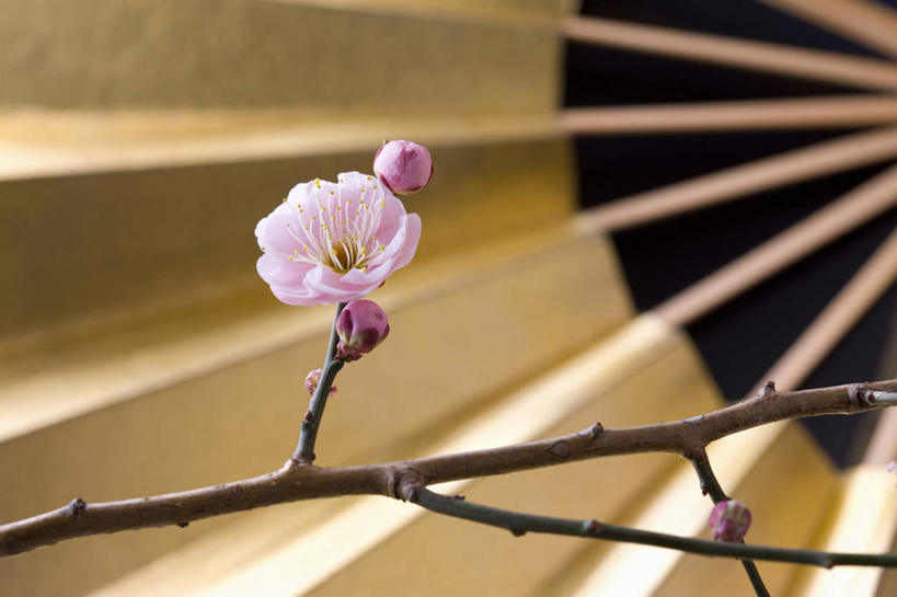 无人,横图,俯视,室内,特写,白天,桌面,桌子,一把,黑色背景,日本文化,盛开,扇子,折扇,纸扇,梅花,清凉,花蕾,凉爽,文化,花,花瓣,花朵,鲜花,一朵,粉色,夏天,花苞,花蕊,金色,摄影,影棚,高雅,坚强,撒扇,梅,彩图,高角度拍摄,影棚拍摄,拍摄,传统文化