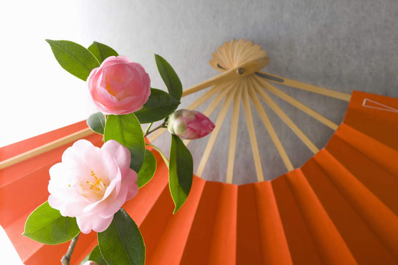 无人,横图,俯视,室内,特写,白天,白色背景,桌面,桌子,山茶花,叶子,一把,日本文化,盛开,木制,扇子,折扇,纸扇,绿叶,清凉,花蕾,凉爽,文化,花,花瓣,花朵,鲜花,两朵,粉色,木制品,夏天,花苞,花蕊,橙色,嫩叶,摄影,影棚,玉茗花,耐冬,撒扇,海石榴,茶花,叶,叶片,彩图,高角度拍摄,影棚拍摄,拍摄,传统文化