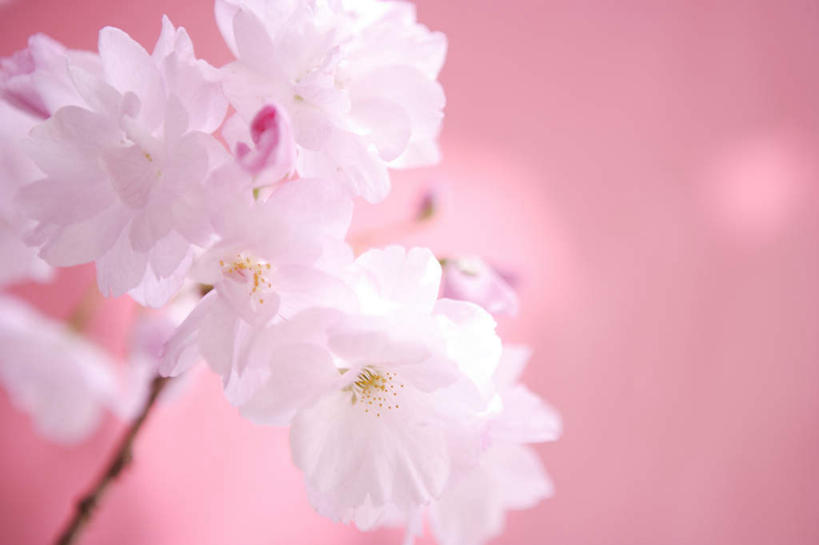 无人,横图,室外,特写,白天,正面,幸福,纯洁,樱花,许多,朦胧,模糊,盛开,枝干,花蕾,花,花瓣,花朵,鲜花,粉色,花苞,花蕊,等待,生命,仙樱花,福岛樱,青肤樱,高尚,热烈,荆桃,彩图