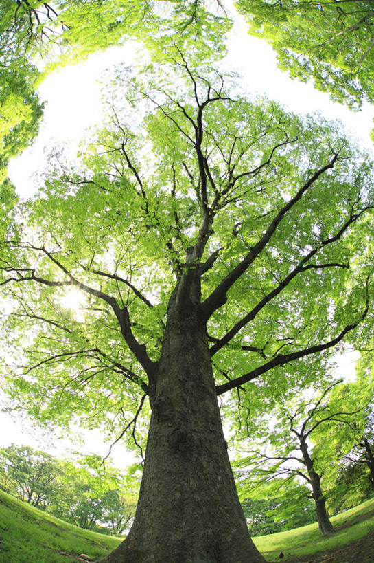 无人,竖图,室外,白天,仰视,旅游,度假,草地,草坪,美景,植物,叶子,东京,日本,亚洲,景观,娱乐,草,树,树木,蓝色,绿色,蓝天,天空,自然,天,享受,休闲,嫩叶,景色,放松,生长,成长,自然风光,东亚,本州,关东地方,本州岛,日本国,东京都,叶,叶片,彩图,低角度拍摄