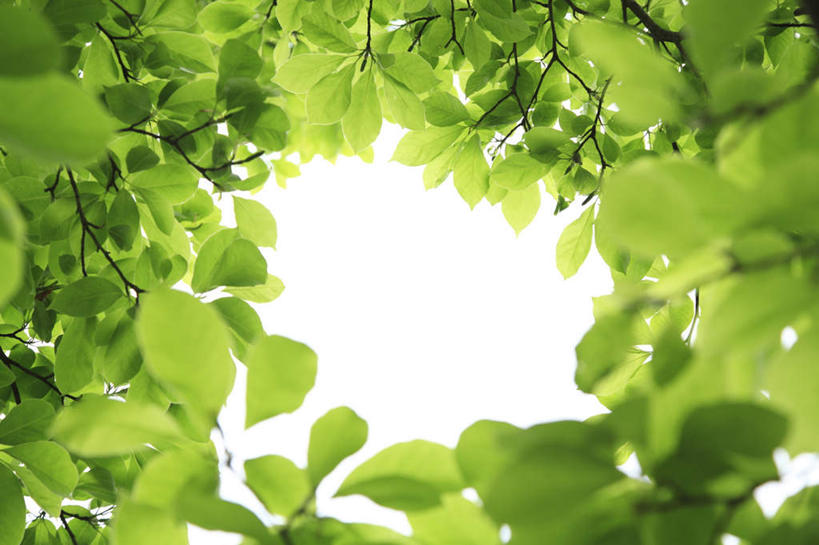 无人,横图,室外,白天,仰视,旅游,度假,美景,叶子,朦胧,模糊,景观,云,云朵,绿叶,云彩,娱乐,树枝,蓝色,白云,蓝天,天空,自然,天,享受,休闲,嫩叶,景色,放松,晴朗,自然风光,叶,叶片,晴空,彩图,低角度拍摄