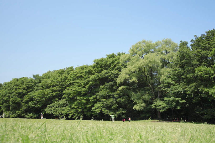 东方人,儿童,家庭,站,横图,室外,白天,正面,旅游,度假,游戏,草地,草坪,美景,树林,植物,东京,日本,亚洲,服装,景观,云,云朵,许多人,玩,云彩,注视,休闲装,黄种人,娱乐,草,树,树木,小孩,衣服,蓝色,绿色,白云,蓝天,天空,自然,天,观察,看,站着,一群人,享受,休闲,温暖,温馨,一家人,休闲服,景色,放松,服饰,生长,晴朗,成长,观看,活动,和睦,察看,发泄,关注,消遣,智力,自然风光,东亚,本州,关东地方,本州岛,日本国,东京都,宣泄,男孩,男人,男性,女孩,女人,女性,亚洲人,晴空,玩耍,嬉戏,站立,彩图,全身,融洽,男生,女生