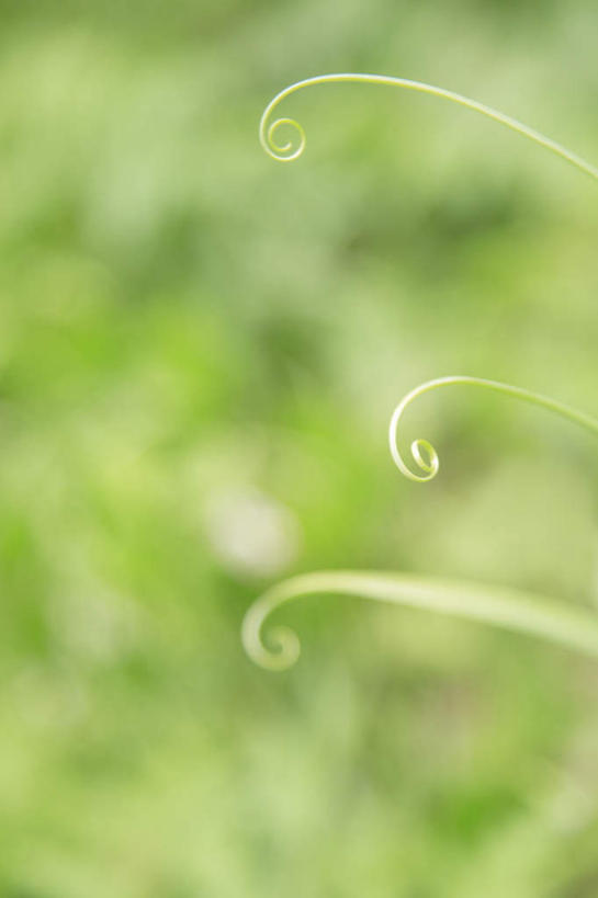 无人,竖图,俯视,室外,特写,白天,旅游,度假,美景,叶子,阴影,朦胧,模糊,光线,影子,景观,绿叶,娱乐,阳光,自然,享受,休闲,嫩叶,景色,放松,蕨类,蕨类植物,自然风光,叶,叶片,彩图,高角度拍摄