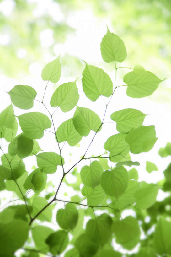 无人,竖图,室外,特写,白天,正面,旅游,度假,美景,树林,植物,叶子,许多,阴影,朦胧,模糊,光线,影子,景观,绿叶,娱乐,树,树木,绿色,阳光,自然,享受,休闲,嫩叶,景色,放松,生长,成长,自然风光,叶,叶片,彩图