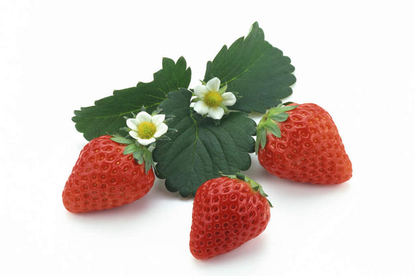 无人,横图,俯视,室内,特写,白天,白色背景,草莓,水果,叶子,新鲜,盛开,生食,食品,果实,绿叶,花蕾,花,花瓣,花朵,鲜花,食物,两朵,三个,红色,花苞,花蕊,嫩叶,摄影,有机食品,绿色食品,影棚,叶,叶片,洋莓,水果皇后,红莓,地莓,彩图,高角度拍摄,影棚拍摄,拍摄