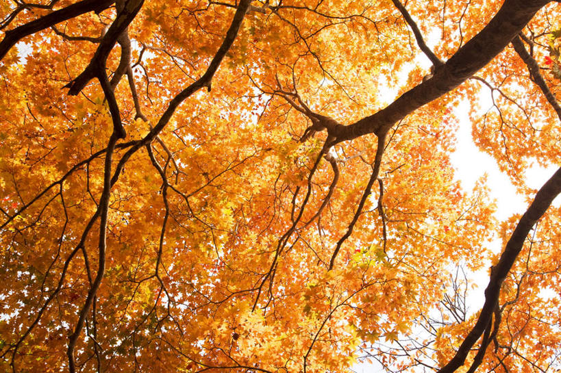 无人,横图,室外,白天,仰视,旅游,度假,美景,秋季,植物,叶子,许多,朦胧,模糊,景观,娱乐,树,树木,树枝,黄色,蓝色,绿色,蓝天,天空,自然,天,享受,休闲,景色,放松,生长,晴朗,成长,自然风光,万里无云,叶,叶片,晴空,晴空万里,秋,秋天,彩图,低角度拍摄