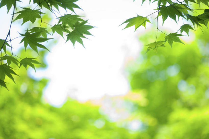 无人,横图,室外,白天,仰视,旅游,度假,美景,植物,叶子,许多,阴影,光线,纹理,影子,景观,绿叶,娱乐,树,树木,绿色,天空,阳光,自然,天,享受,休闲,嫩叶,景色,放松,生长,晴朗,成长,自然风光,万里无云,肌理,叶,叶片,叶脉,晴空,晴空万里,彩图,低角度拍摄