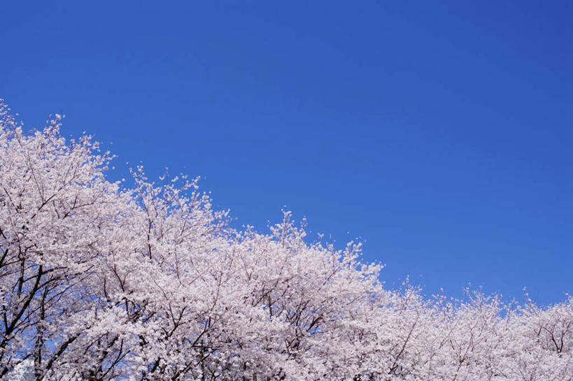 无人,横图,室外,白天,仰视,旅游,度假,美景,森林,树林,植物,樱花,许多,盛开,景观,花蕾,娱乐,花,花瓣,花朵,鲜花,树,树木,粉色,蓝色,绿色,蓝天,天空,自然,天,花苞,花蕊,享受,休闲,景色,放松,生长,晴朗,成长,自然风光,万里无云,仙樱花,福岛樱,青肤樱,晴空,晴空万里,荆桃,彩图,低角度拍摄