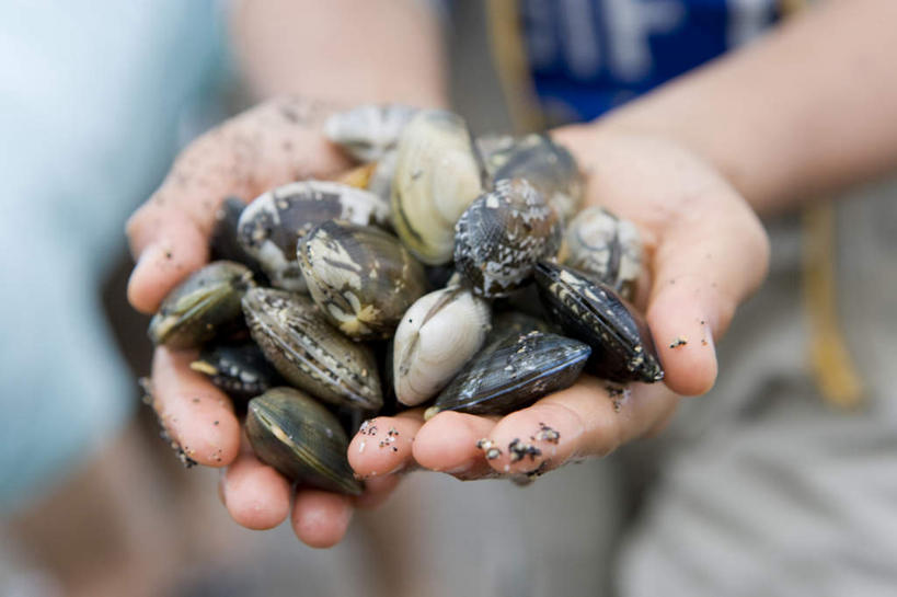 东方人,儿童,手,一个人,站,捧,横图,俯视,室内,特写,白天,纯洁,贝壳,亚洲,双手,仅一个男性,仅一个人,一堆,许多,堆叠,堆积,服装,朦胧,模糊,休闲装,黄种人,小孩,衣服,站着,仅一个小孩,休闲,手部,休闲服,可爱,童年,童趣,服饰,堆,童真,烂漫,无邪,天真,男孩,男人,男性,亚洲人,孩子,贝类外壳,海螺壳,软体动物外壳,端,端着,捧着,手捧,站立,半身,彩图,高角度拍摄,男生