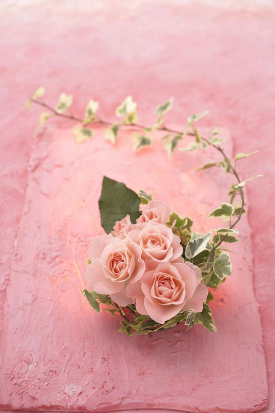 无人,竖图,俯视,室内,特写,白天,爱情,幸福,纯洁,热情,玫瑰,三朵,粉色背景,朦胧,模糊,盛开,长春藤,常春藤,玫瑰花,浪漫,花蕾,花,花瓣,花朵,鲜花,粉色,花苞,花蕊,温暖,温馨,恩爱,摄影,影棚,和睦,感动,永恒,尊敬,不朽,忠实,洋常春藤,天真,刺玫花,徘徊花,彩图,高角度拍摄,影棚拍摄,拍摄,融洽,常青藤