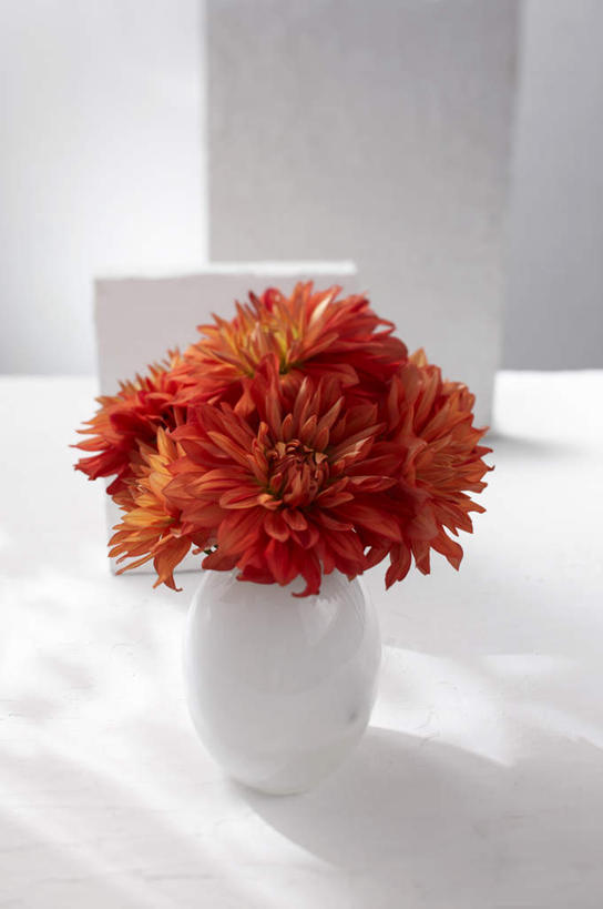 无人,竖图,俯视,室内,特写,白天,餐桌,桌子,花瓶,许多,阴影,朦胧,模糊,光线,影子,陶瓷,大丽花,陶瓷制品,瓶子,菊花,摄影,影棚,餐台,大理花,大丽菊,富丽,大方,彩图,高角度拍摄,影棚拍摄,拍摄