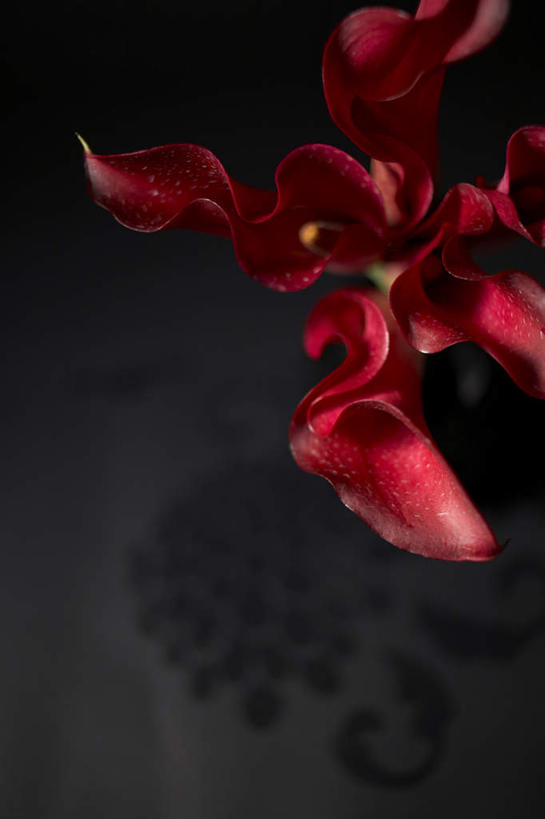 无人,竖图,俯视,室内,特写,白天,纯洁,马蹄莲,黑色背景,朦胧,模糊,盛开,花蕾,花,花瓣,花朵,鲜花,虔诚,一朵,红色,花苞,花蕊,摄影,影棚,希望,优雅,高贵,纯净,马蹄兰,博爱,永恒,尊贵,高洁,慈菇花,圣洁,水芋,水芋马,彩图,高角度拍摄,影棚拍摄,拍摄