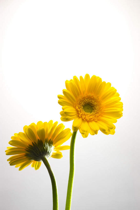 无人,竖图,俯视,室内,特写,白天,白色背景,朦胧,模糊,盛开,非洲菊,花蕾,花,花瓣,花朵,鲜花,两朵,黄色,花苞,花蕊,菊花,摄影,影棚,扶郎花,灯盏花,千日菊,彩图,高角度拍摄,影棚拍摄,拍摄