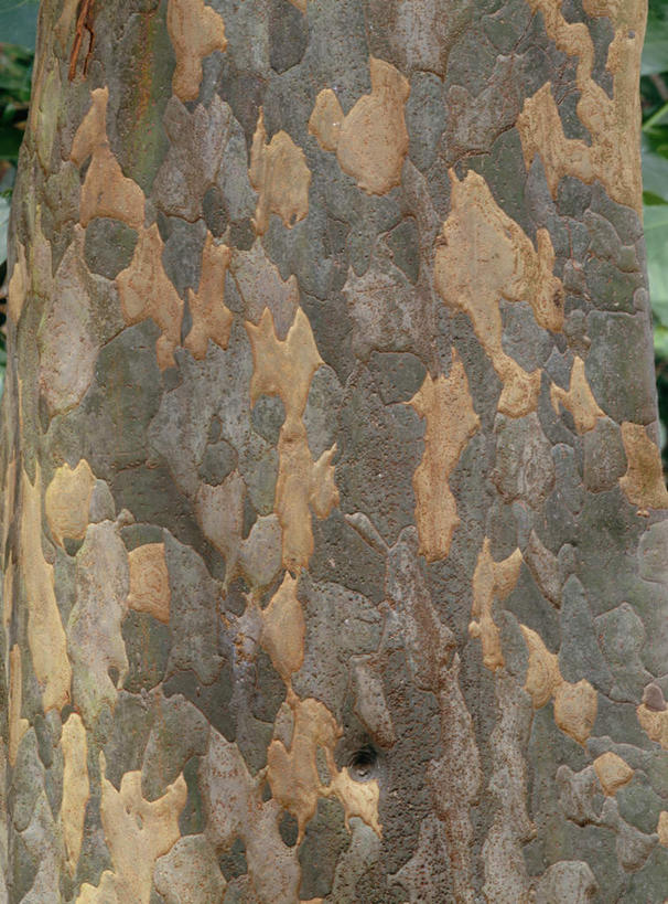 无人,竖图,室外,特写,白天,正面,旅游,度假,美景,植物,东京,日本,亚洲,一棵,朦胧,模糊,纹路,纹理,景观,树桩,娱乐,树,树干,树木,绿色,自然,享受,休闲,木桩,景色,放松,生长,成长,自然风光,东亚,本州,肌理,关东地方,本州岛,日本国,东京都,榅桲,彩图