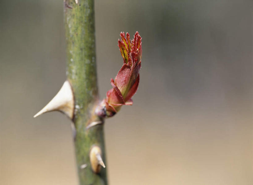 无人,横图,室外,特写,白天,正面,爱情,旅游,度假,幸福,纯洁,热情,美景,玫瑰,神奈川,日本,亚洲,朦胧,模糊,景观,茎,玫瑰花,神奈川县,浪漫,娱乐,自然,花茎,享受,休闲,温暖,温馨,景色,恩爱,放松,和睦,自然风光,感动,东亚,本州,关东地方,本州岛,日本国,尊敬,一株,天真,刺玫花,徘徊花,彩图,融洽